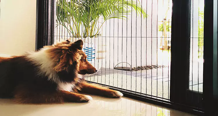 Sliding Screen Pet Door Repair in East Palo Alto, CA