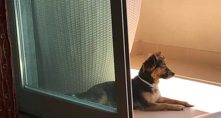 French Door Pet Screen Repair in East Palo Alto, CA